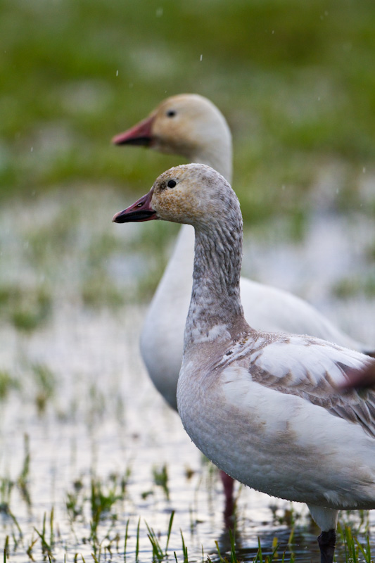 Snow Goose